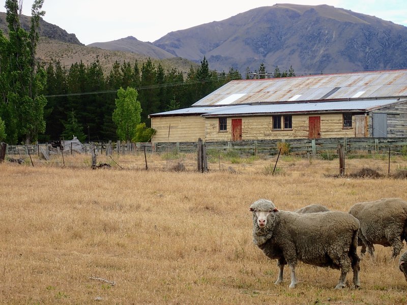 Sheep in front of barn