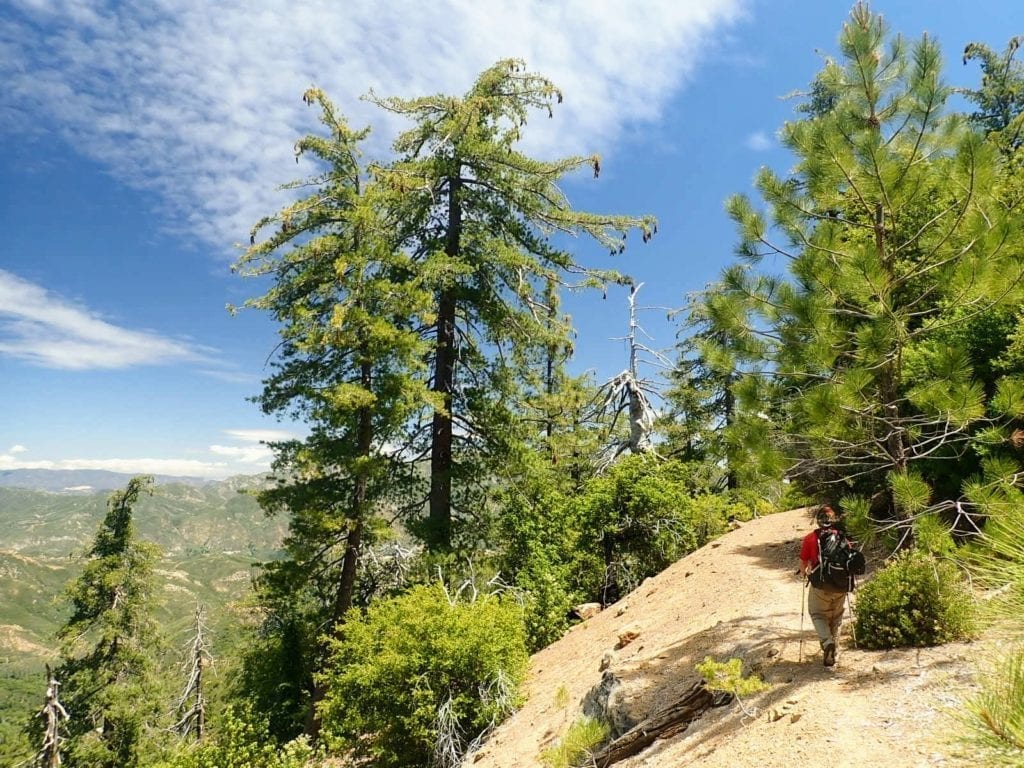 Backpacker hikes North Coast Ridge Trail surrounded by pine trees