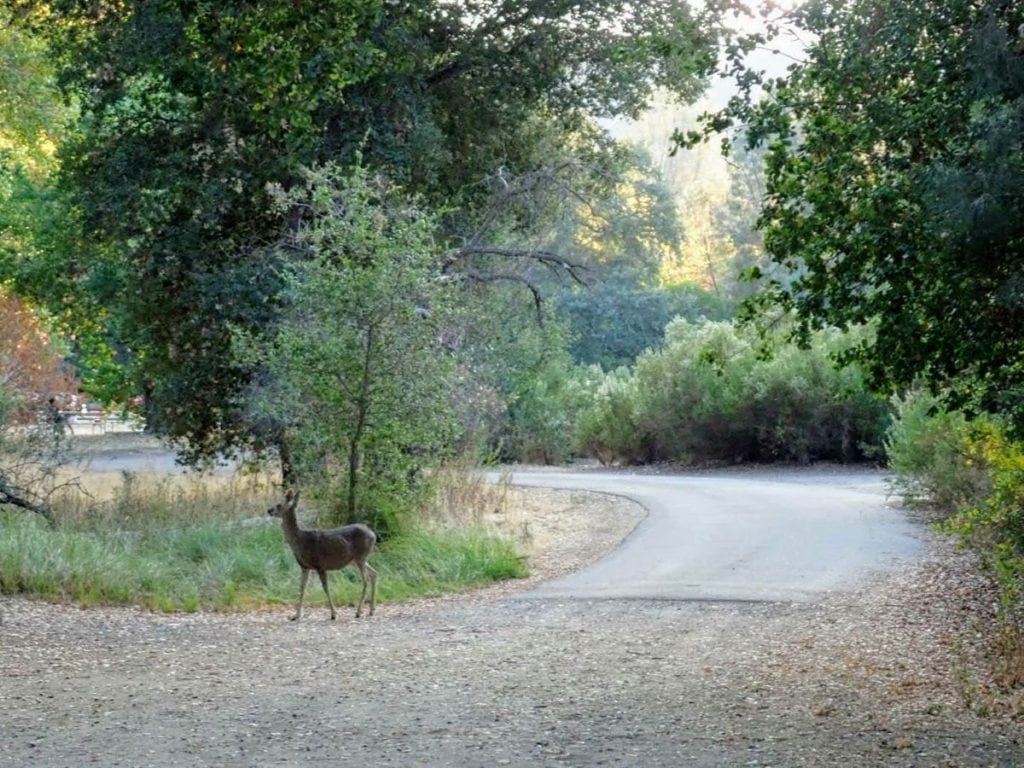 A deer stands on a gravel road