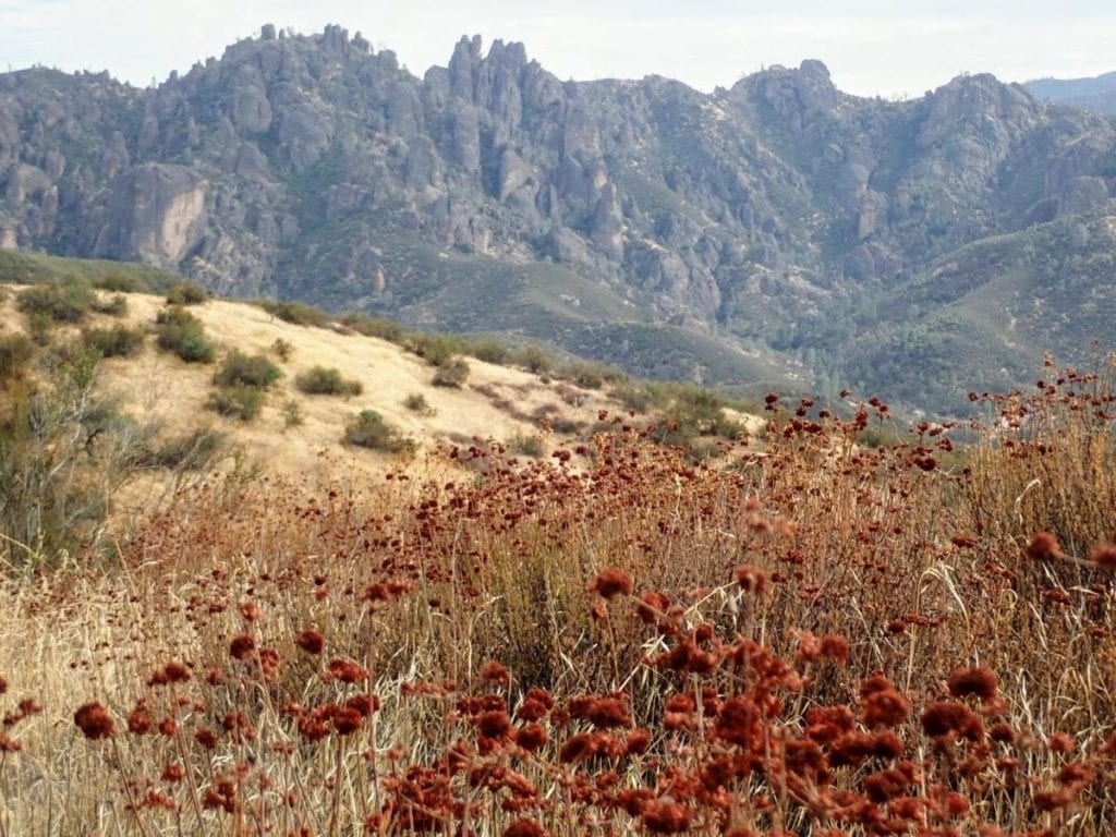 Pinnacles peaks in background with red flowers in foreground