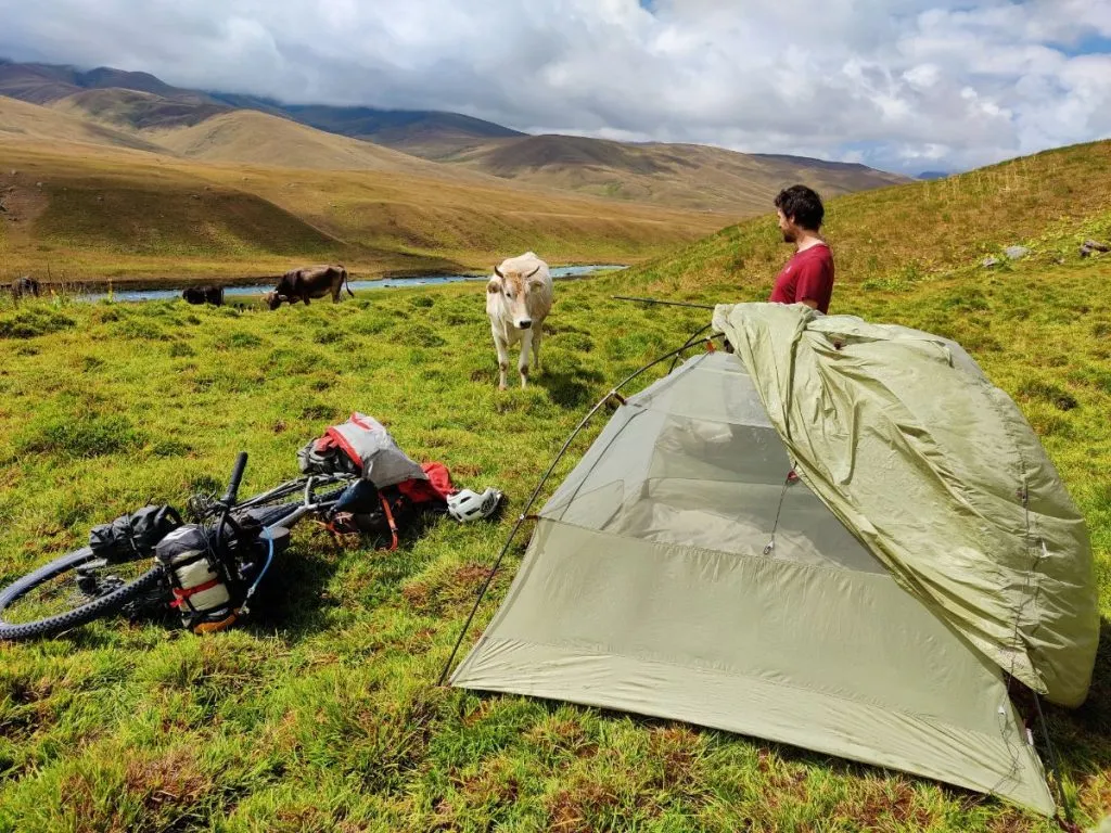 Big Agnes Copper Spur HV UL3 tent in Kyrgyzstan, wind is blowing fly and cow is watching bikepacker set up camp