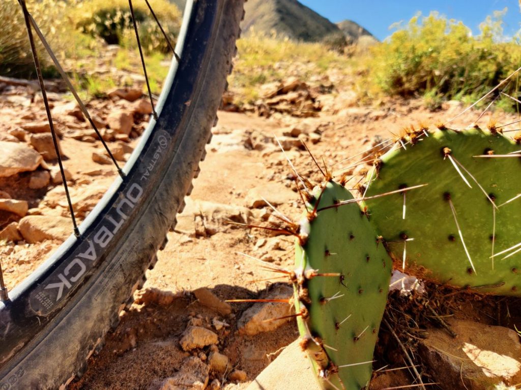 Cactus Cleaner & Thorn Remover